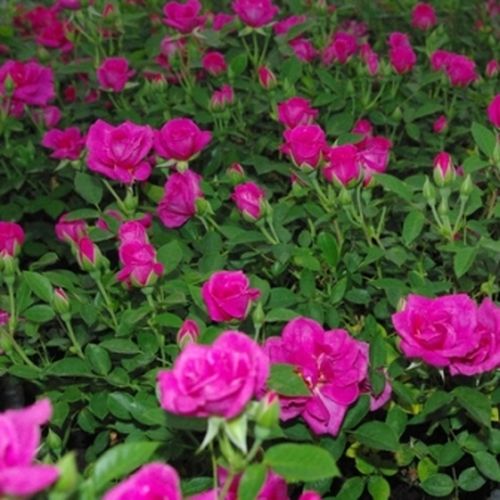 Šeříkově fialová - Stromková růže s drobnými květy - stromková růže s kompaktním tvarem koruny